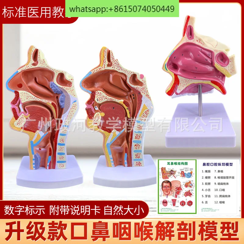 Human nasal anatomy model, ear, nose, and throat medical teaching model, nose, mouth, and nasal structure tissue model