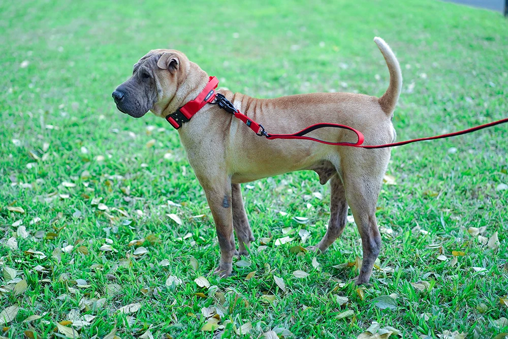 Quick Release Militär Verkehr Große Heavy Duty Nylon Gehen Starke Hund Griff Taktische Ausbildung Blei Strap Tsug Halsband Se – Detail 21