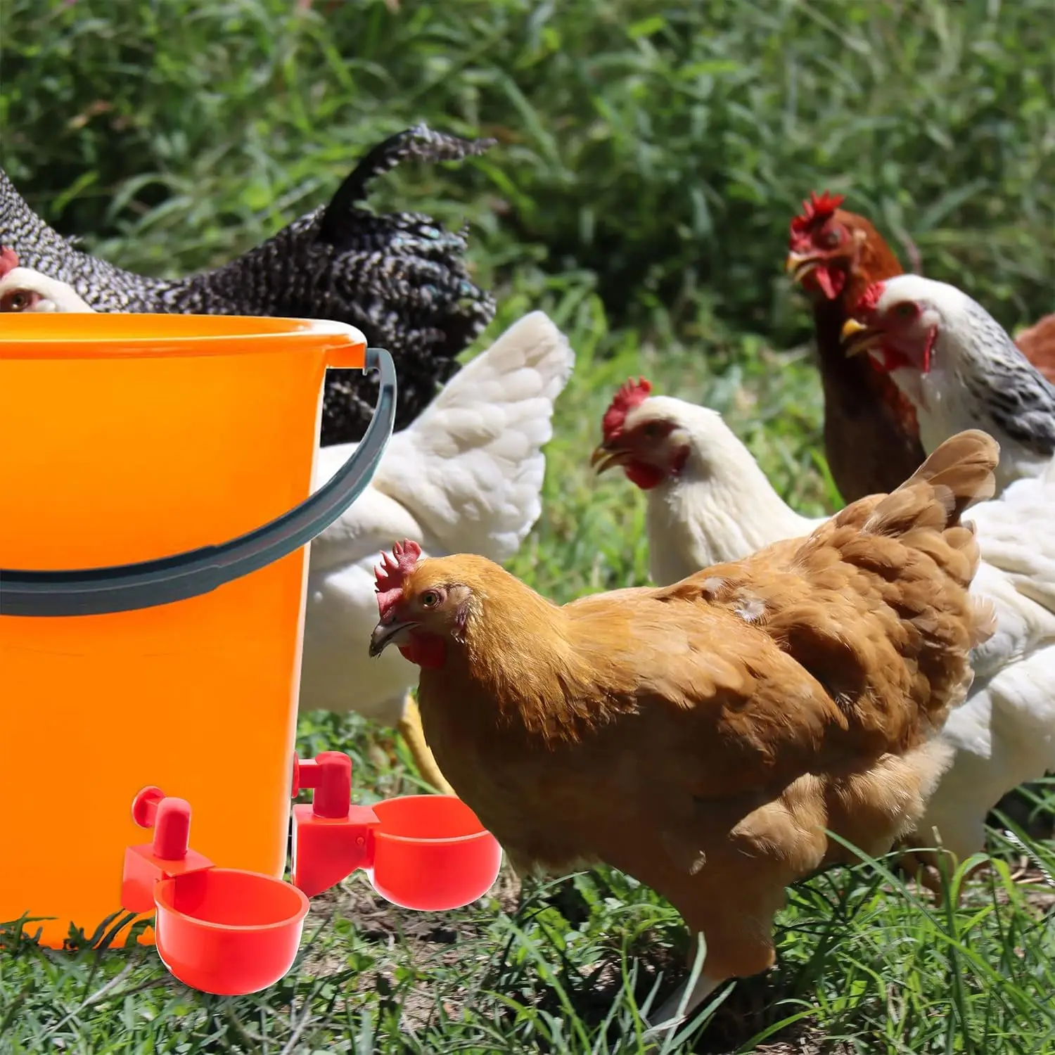 Chicken Duck Drinking Bowl Poultry Automatic Waterer Easy To Install Plastic Poultry Breeding Drinking Cup Goose Quail Waterer