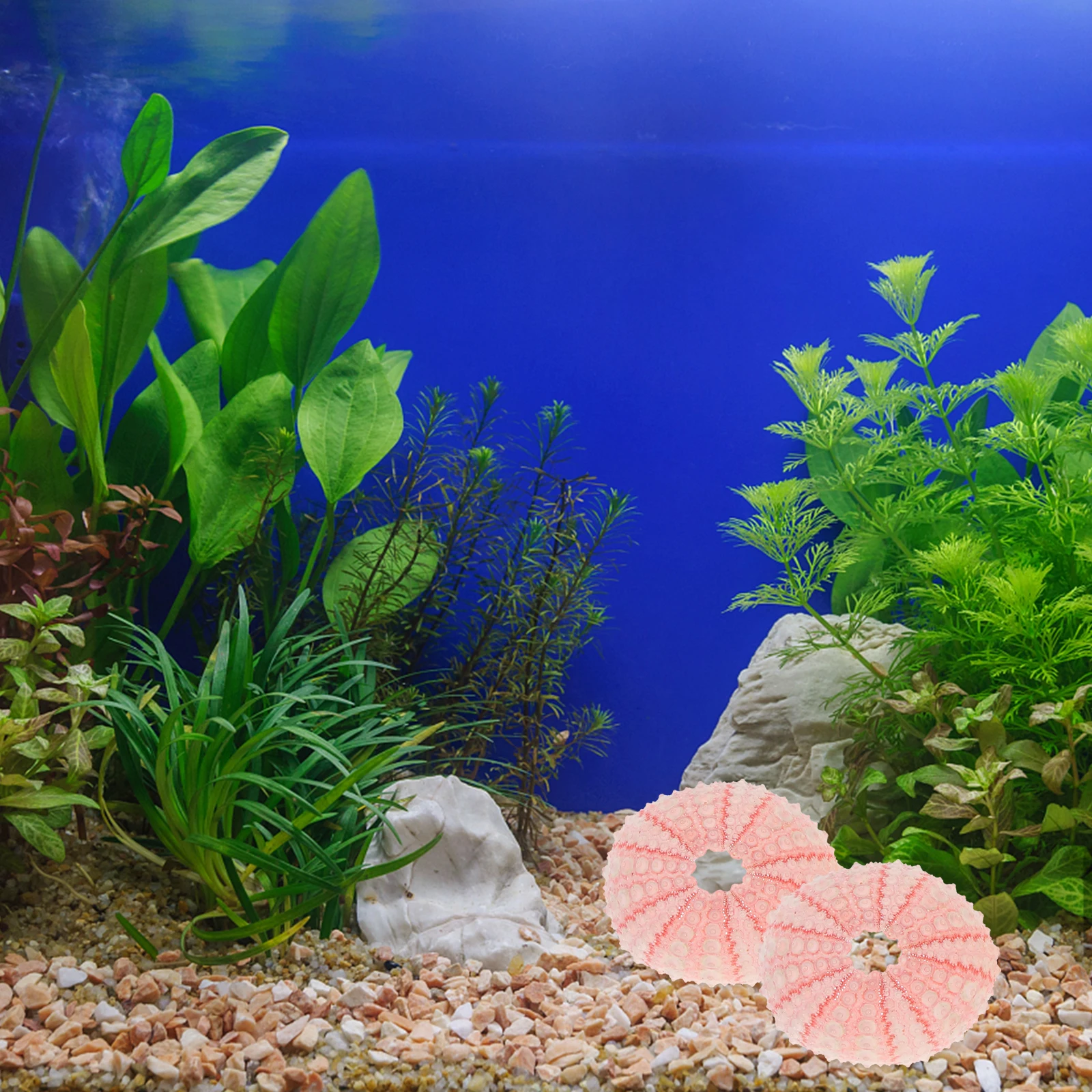 

5Pcs Sea Urchin Ornaments Aquarium Landscape Decors Durable Shell Craft Ornaments for Home Desk Mini Garden Sea Urchin Decors