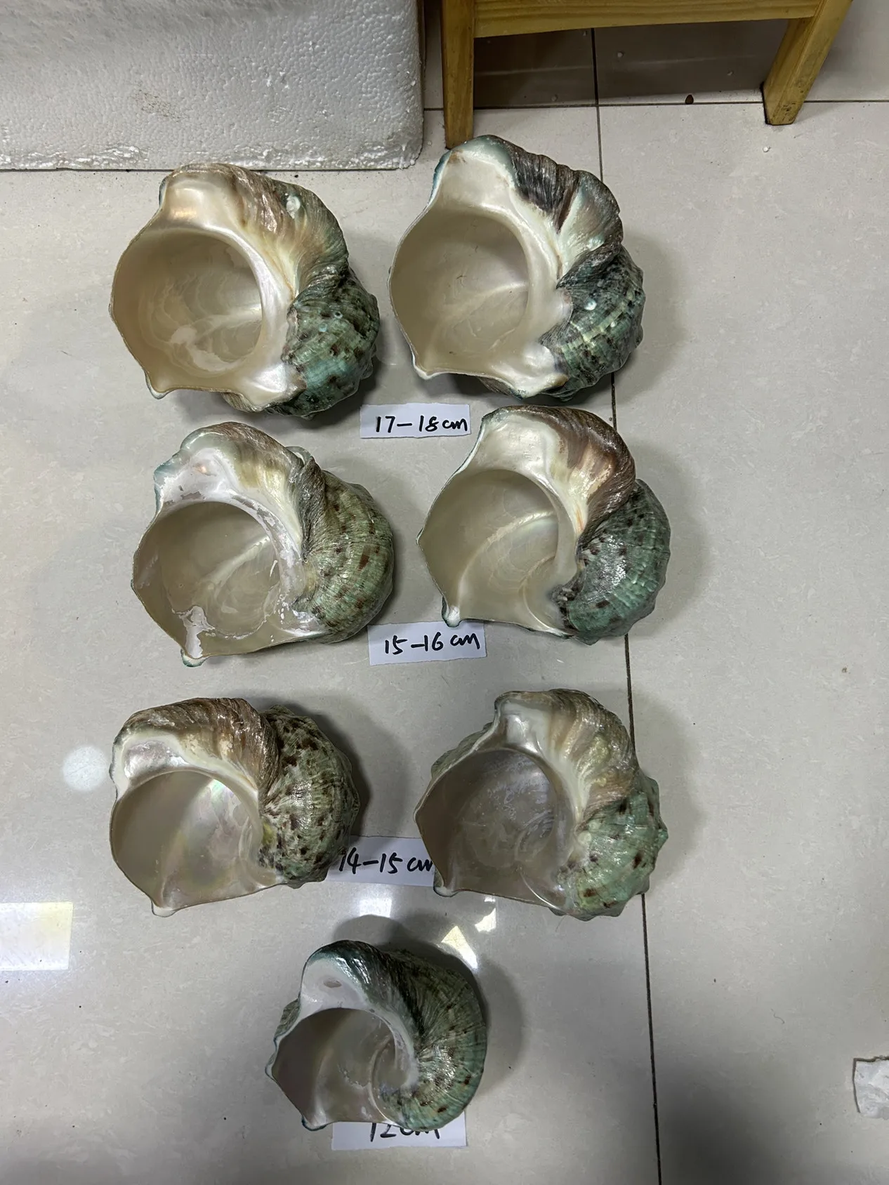 Super Large Turbo Petholatus Linnaeus, Shell Aquarium, Fish Tank, Aquascape, Mediterranean Home Decoration, Hermit Crab Shell