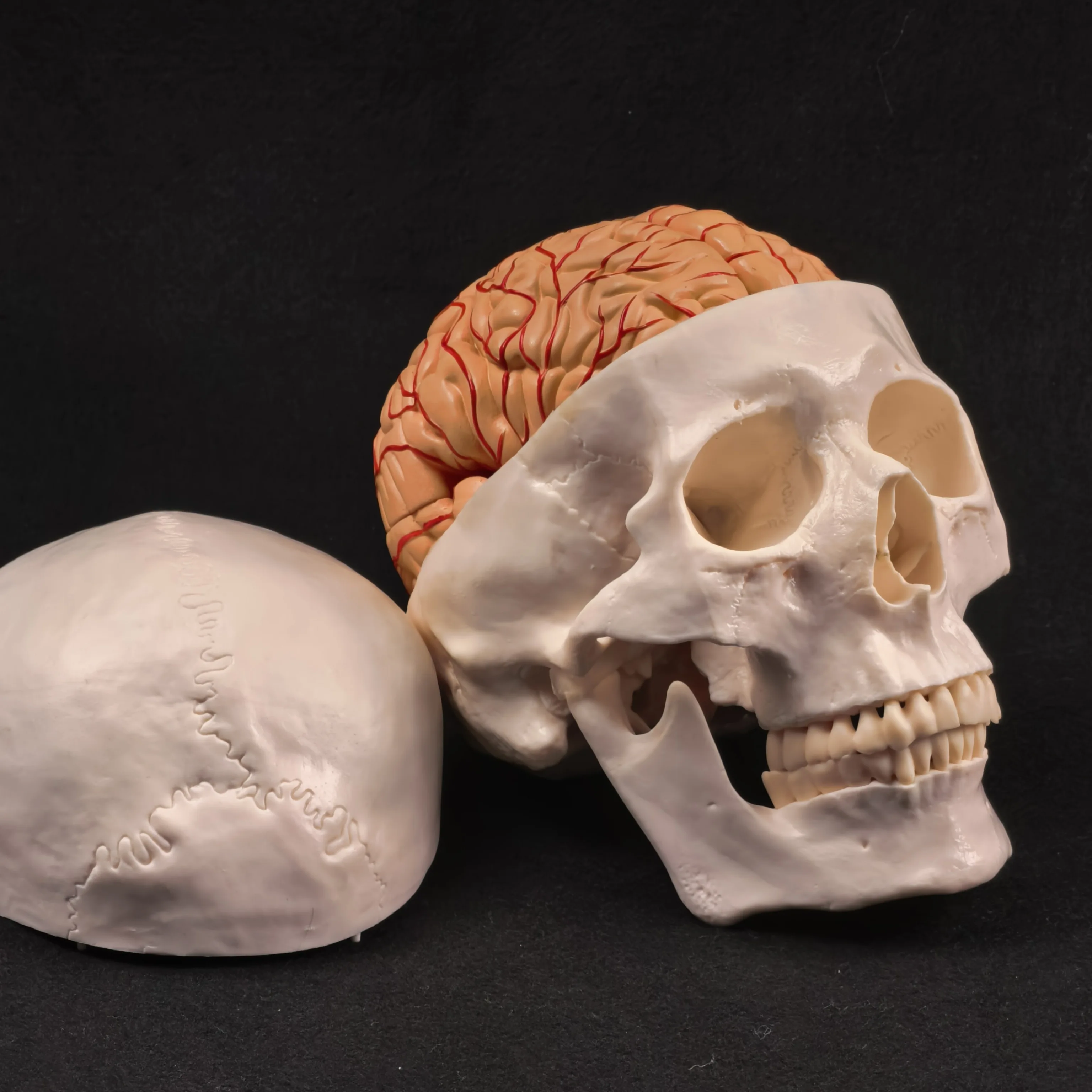 PVC حجم الحياة الجمجمة البشرية 3 أجزاء مع الدماغ 8 أجزاء نموذج مرقم للدراسة الطبية