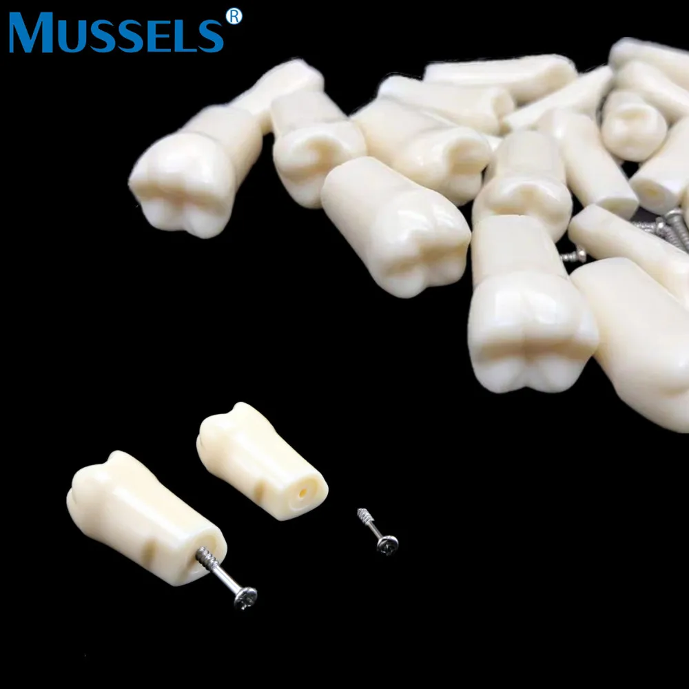 50Pcs/Pack Dental Typodont Teeth Model Replacement fit NISSIN 500 Type Screw-in Resin Denture Practice Studyting Tooth Training