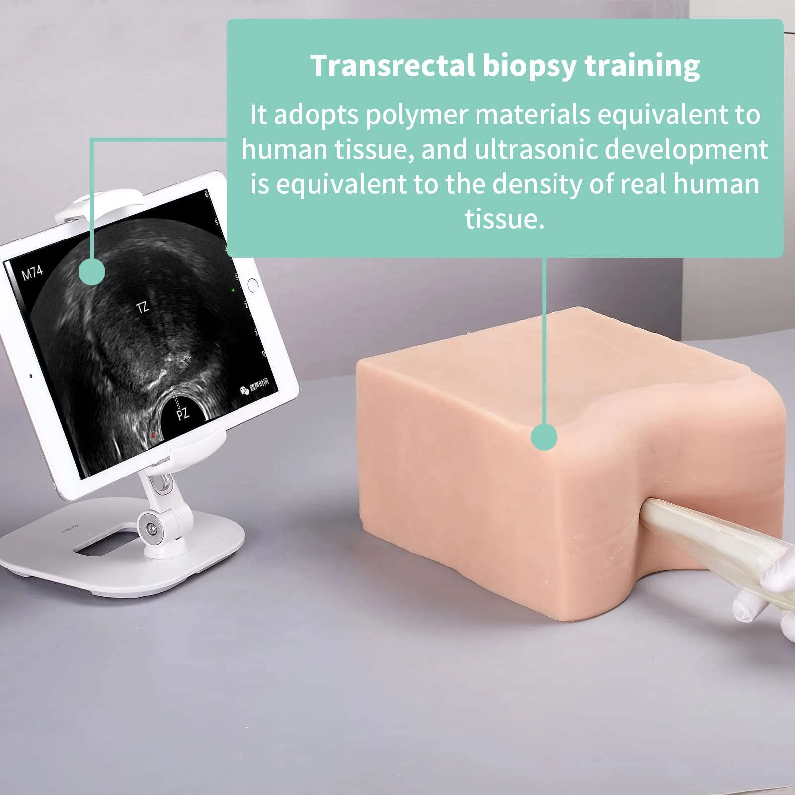 Ultrasound tusukan Phantom, prostat latihan Kit perineal, transknetra biopsi tusukan sunat pelatihan