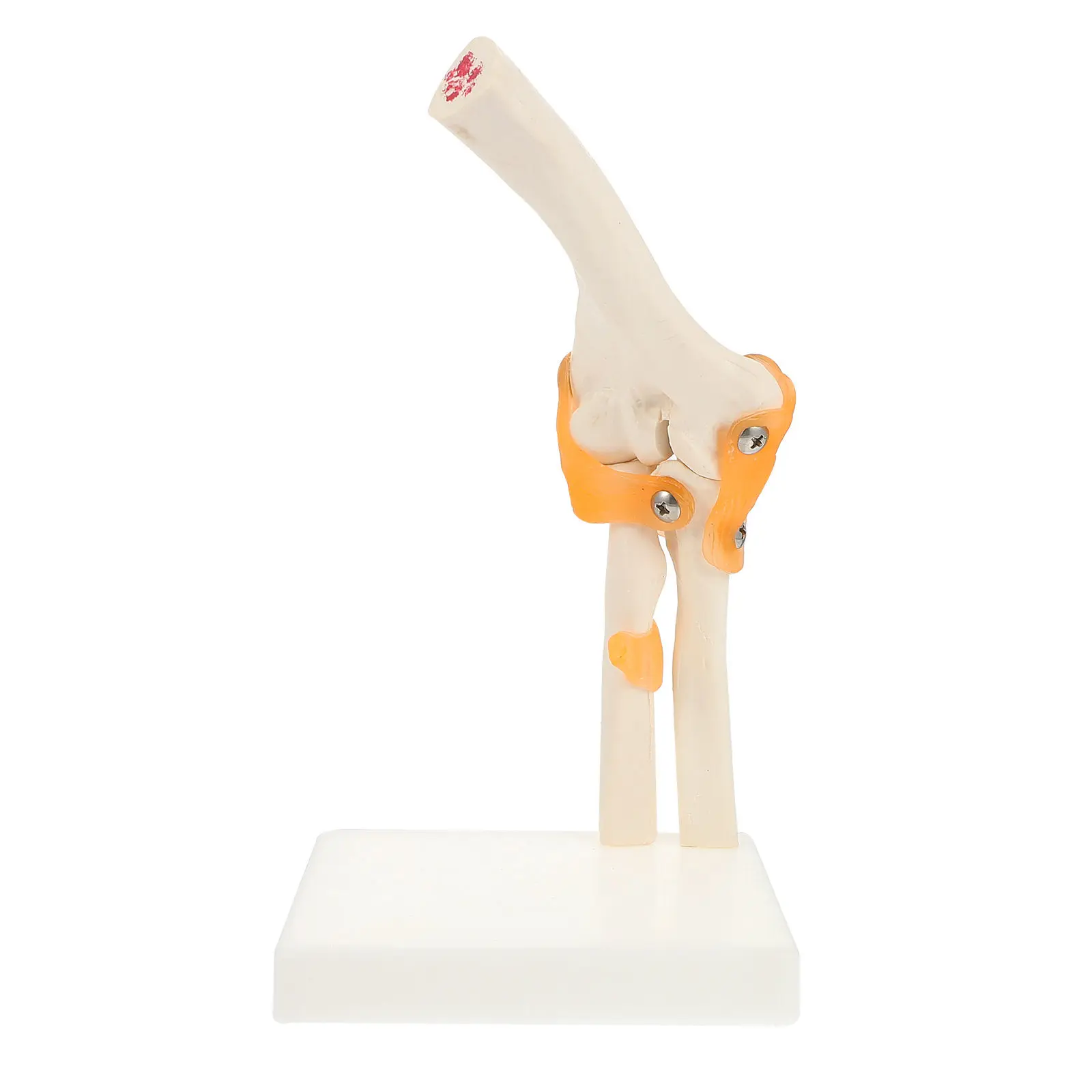 

1Pcs Elbow PVC Anatomical Human Bone Display Teaching Aid Plastic Elbow Joint Study Tool for