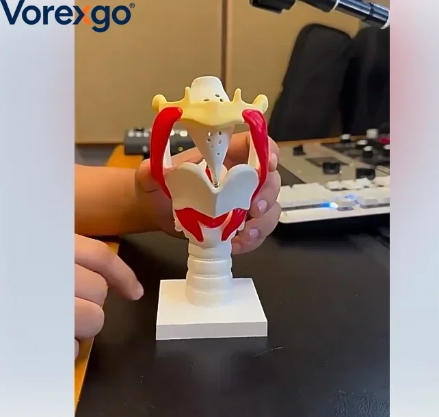 Movable Thyroid Cartilage Larynx Model with Vocal Cords, Anatomy Model for ENT Medical Education