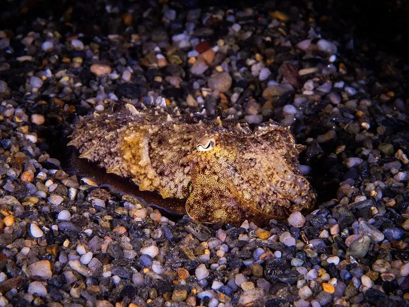 

Бесщеточный двигатель 3650 3300KV для радиоуправляемых моделей 1/10: дрифт, туринг, монстр-трак, багги, SCT, универсальные запчасти для тюнинга