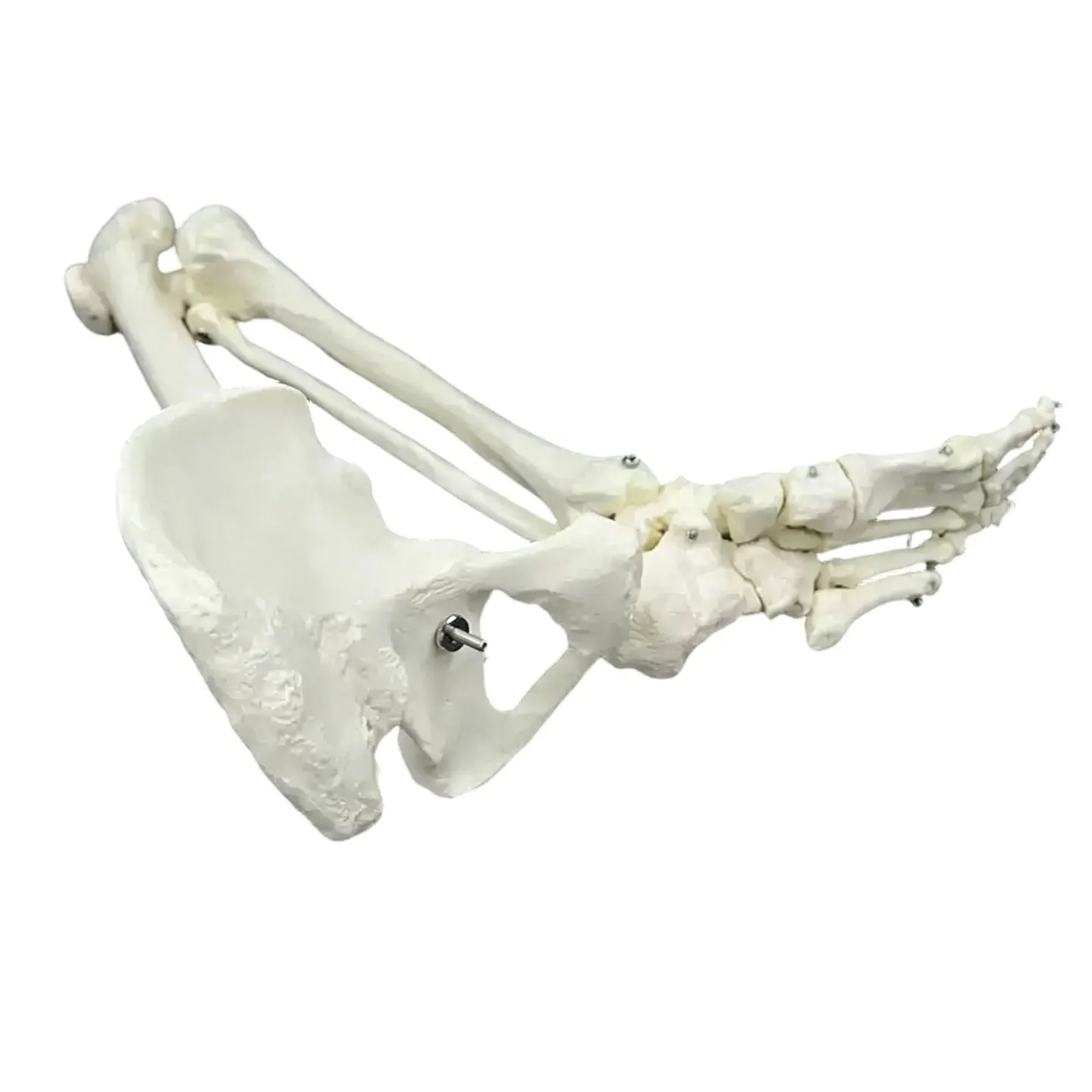 Adult Size Lower Limb Model Skeleton Anatomy Leg Bone with Hip Femur Foot Medical Teaching Tool