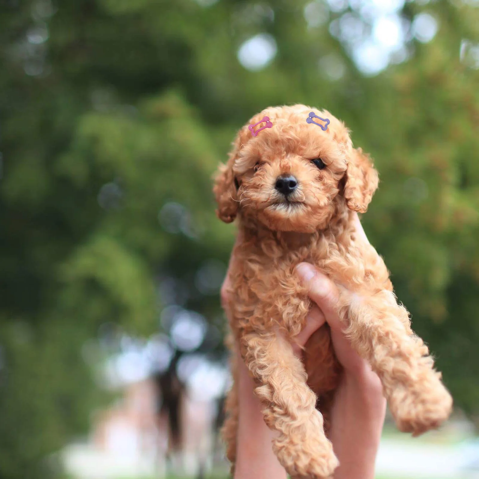 

15Pcs Decorative Dog Hair Clips Bone Shape Pet Hairpins Puppy Headwear Attractive Ornament Pet Bone Hairpins Dog Hair Clips