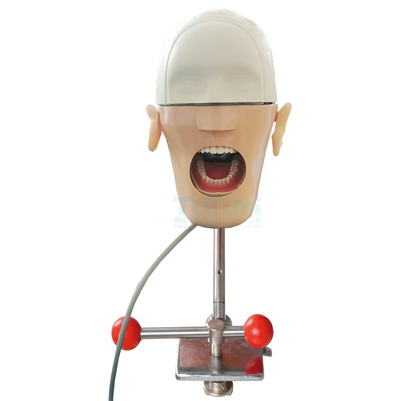 

YTYIN C5 Teeth Model Simulator Mankin Surgery Practice Model Phantom Education Model Training Tooth