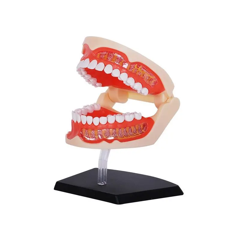 4D MASTER Dental Anatomy Model Standard Medical Oral Teaching Aid Disassemblable and Assemblable Medical Model