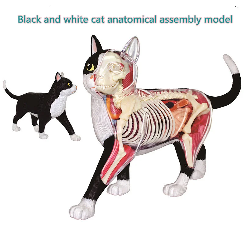 NEW   Black And White Cat Anatomical Model    Removable Simulation Animal     Medical Teaching Props