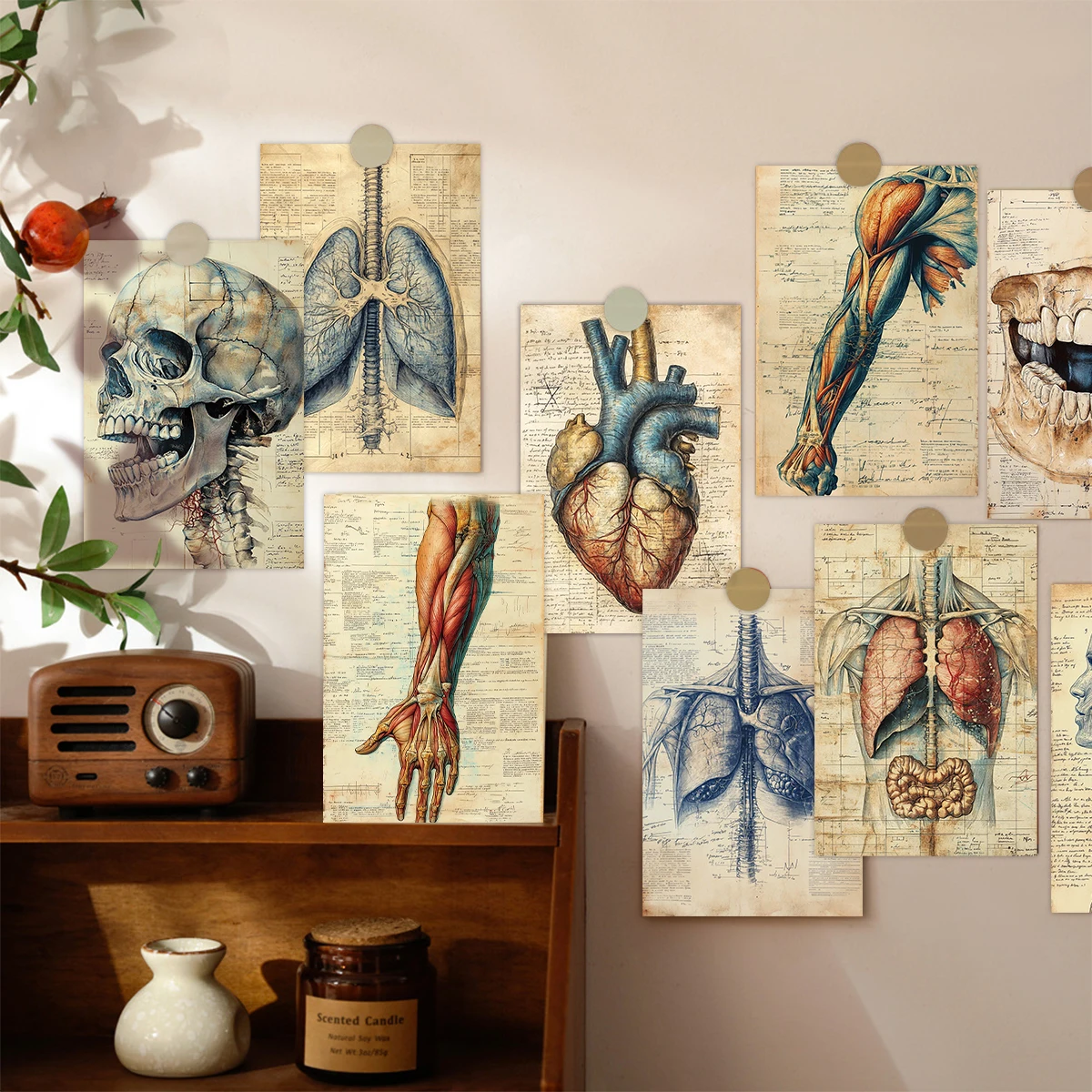 20 Stück Vintage-Anatomie-Postkarten, Illustrationsdesign des menschlichen Körpers (Schädel, Gehirn, Muskeln, Organe), Wanddekoration für Wohnheim und Büro, Geschenkkarte – Detail 5