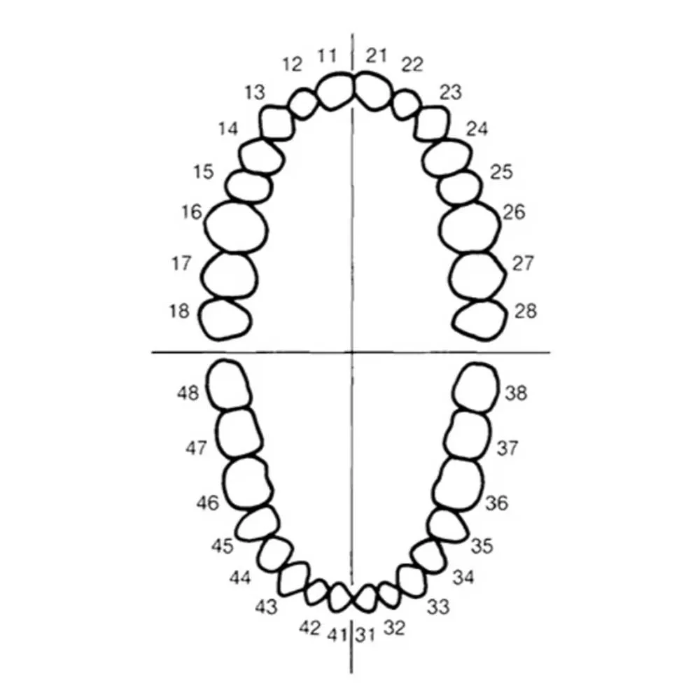 Teeth Model Fit Frasaco Teeth Model Dental Teaching Model Demonstration Tooth Model Removable 32 pcs Teeth Available