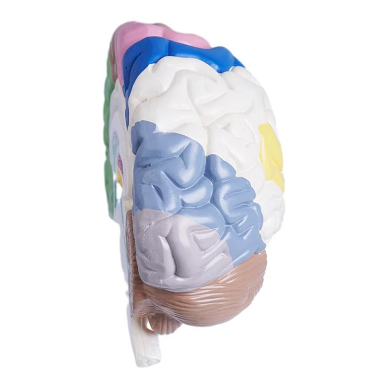 Human Half Brain Anatomy Model Life Size Anatomical,Brain Model  Tool Teaching Use,Cerebral Artery Model