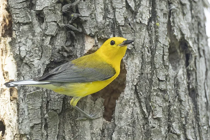 

SKYZONE SKY02O FPV Goggles - OLED 640x400 29° FOV, 5.8G 48CH SteadyView, 64GB DVR/Head Tracker
