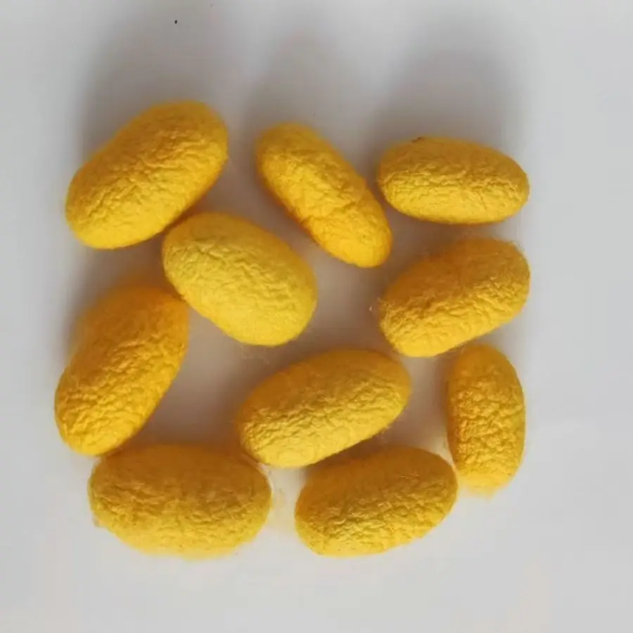 100pcs Natural Dried Golden Silk Cocoon with Silk Pupa