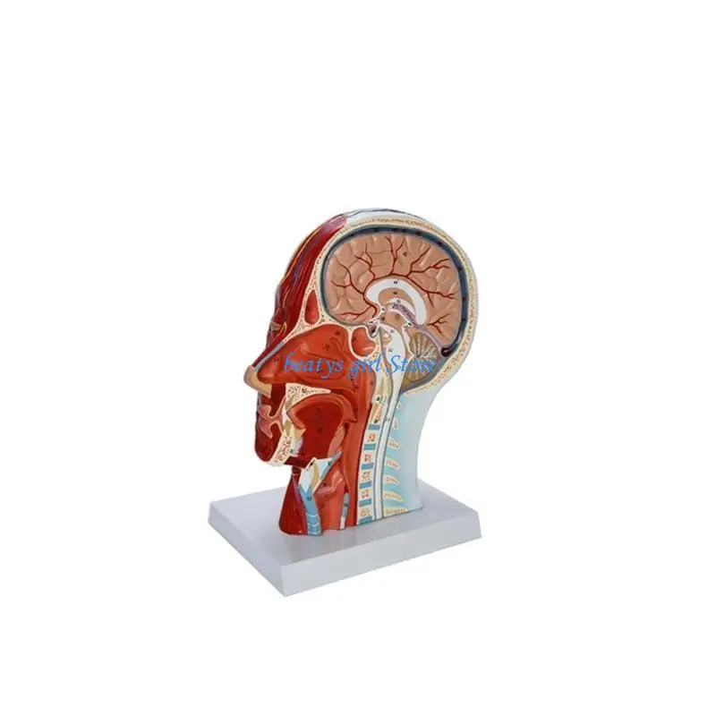 C7AB Human Head Anatomical Model with Muscle Neurovascular EducationTeaching Model for Science Classroom Study Display