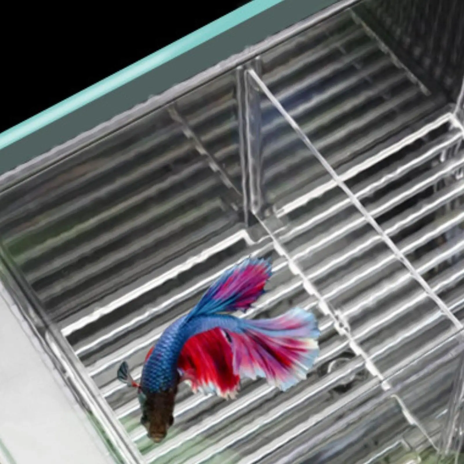 Fish Breeding Box Separator Hatching Hatching Box for Guppy Clownfish