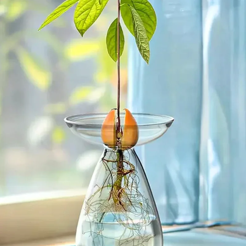 Colorful Transparent Avocado Hydroponic Vase Glass Avocado Seed Starter Vase Plant Seed Growing Kit Gardening Lovers Home Decor