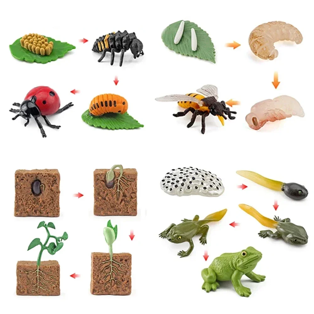 Simulated small animal model toy growth life cycle frog turtle chicken Montessori aids preschool cognitive Toys