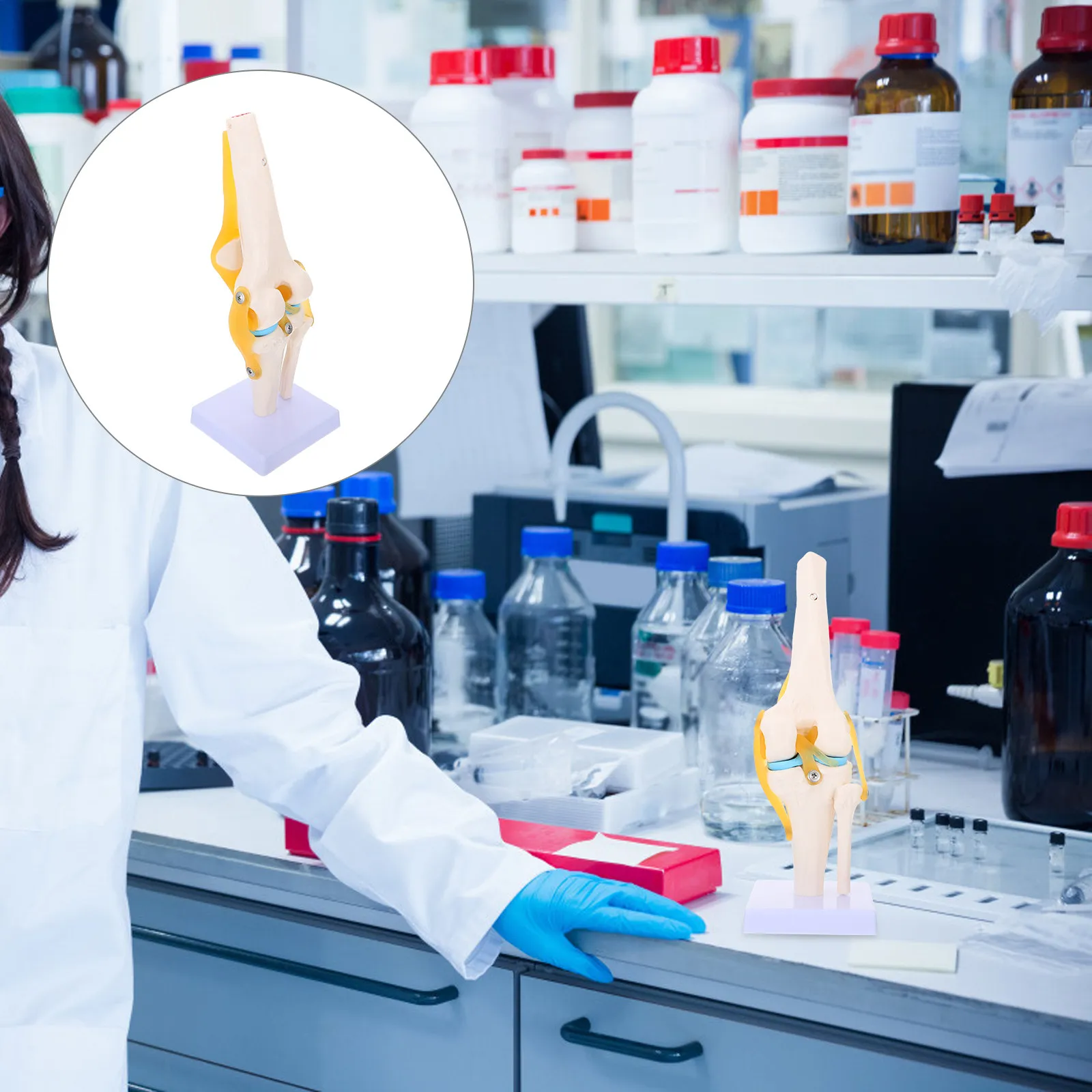 

Анатомическая модель коленного сустава человека из ПВХ для обучения и демонстрации, медицинский образовательный тренажер