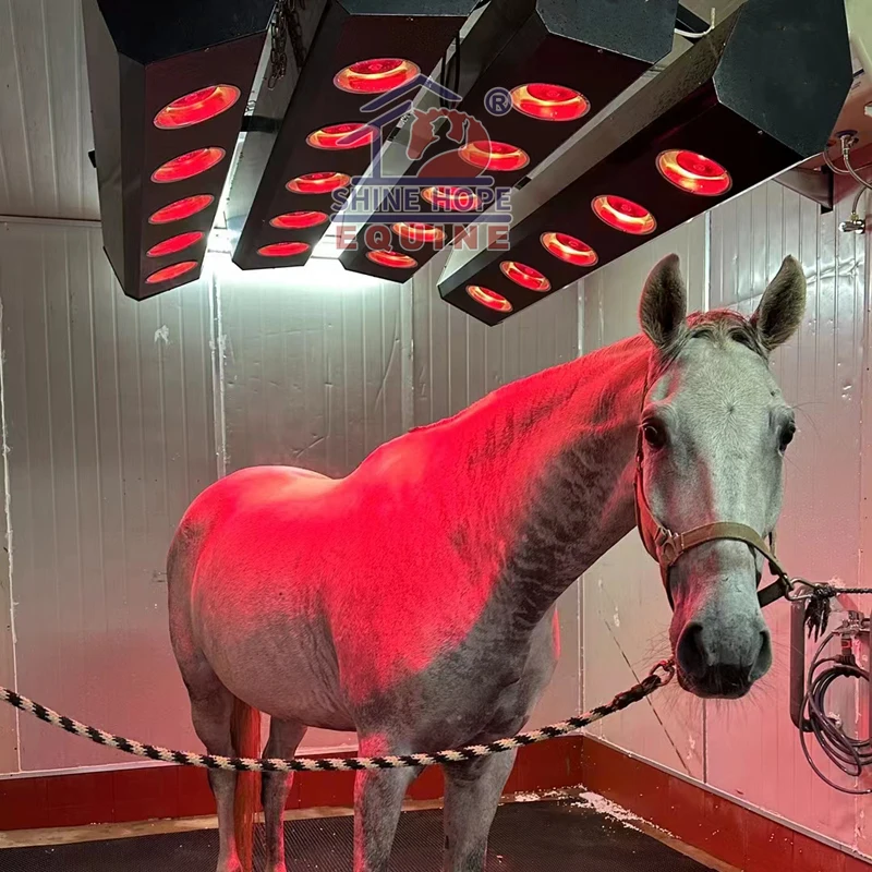 

Horse Full Body Therapy Solarium Pony Light Therapy Red Infrared Horse Light Horse Solarium