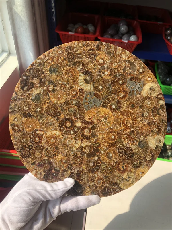 850g High Quality Madagascar Natural Ammonite Conch  Slices For Home Decoration