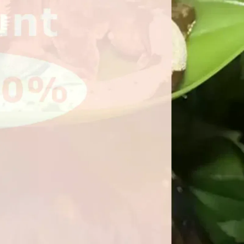 Aquarium Accessories Fish Tank Betta Leaf Fish Bed Fish Rest Spawning Leaf Aquatic Artificial Plant Hammock Simulation Landscap
