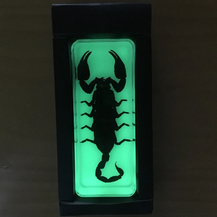 Resin Insect Specimen Handicrafts - Centipede Spider Beetle Scorpion Biological Samples Unique Boy Gift