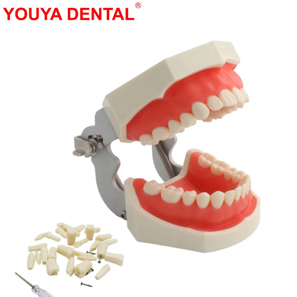 Teeth Model For Dental Technician Training Dental Model Practice Typodont Gum Teeth Jaw Models Dentist Studying Teaching Product