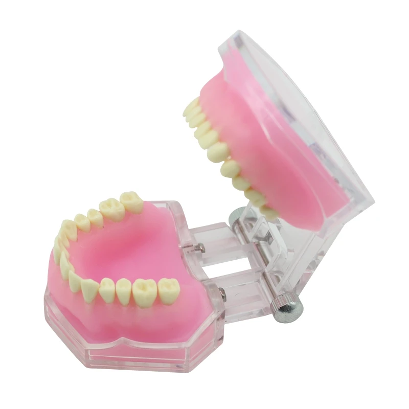 Dental Teaching Model With Removable Teeth Standard Typodont Jaw Model Soft Gum Dentistry Education Study Demonstration Models