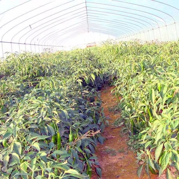 

Customized greenhouseLow Cost PO/PE Film Agriculture Greenhouse Tunnel | Galvanized Frame | Easy Assembly