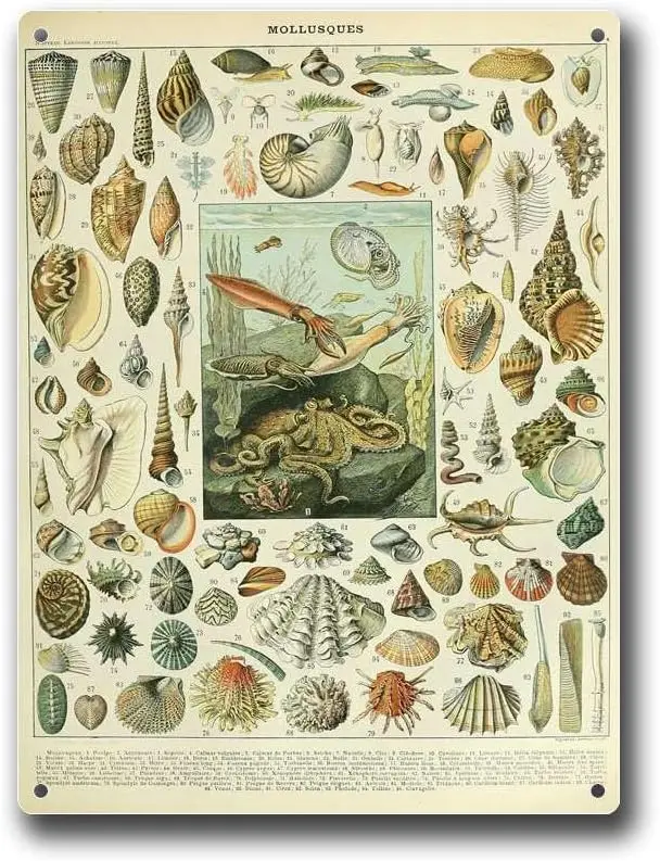Metal Tin Signs Adolphe Millot Vintage Molluscs Snail Squid Cuttlefish Octopus Science Aluminum  Sign-aluminum s
