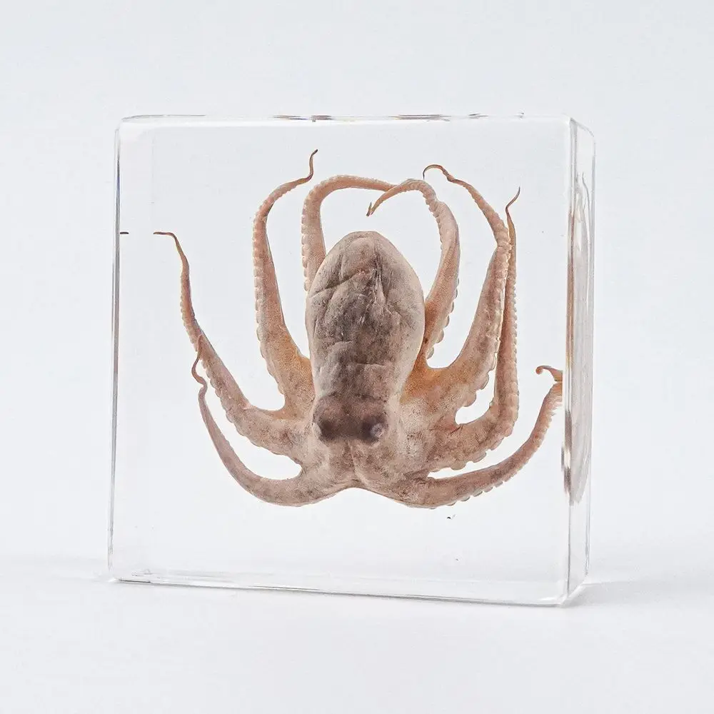 Calappa robusta,Trachemys scripta elegans,Ocypodidae,Transparent Resin Marine Specimens: Octopus & Turtle Collection