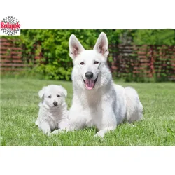 5D DIY Diamond Painting with Rhinestones, Mosaic Picture, Cross Stitch, Embroidery, White, Swiss Shepherd, Dogs, Needlework, Art