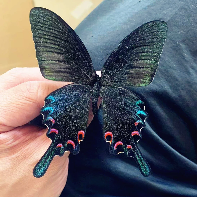 Real Chinese Butterfly Specimen for Girls, Children\'s Day, Teachers Day, Exquisite Gifts, Home Decor, 2Pcs