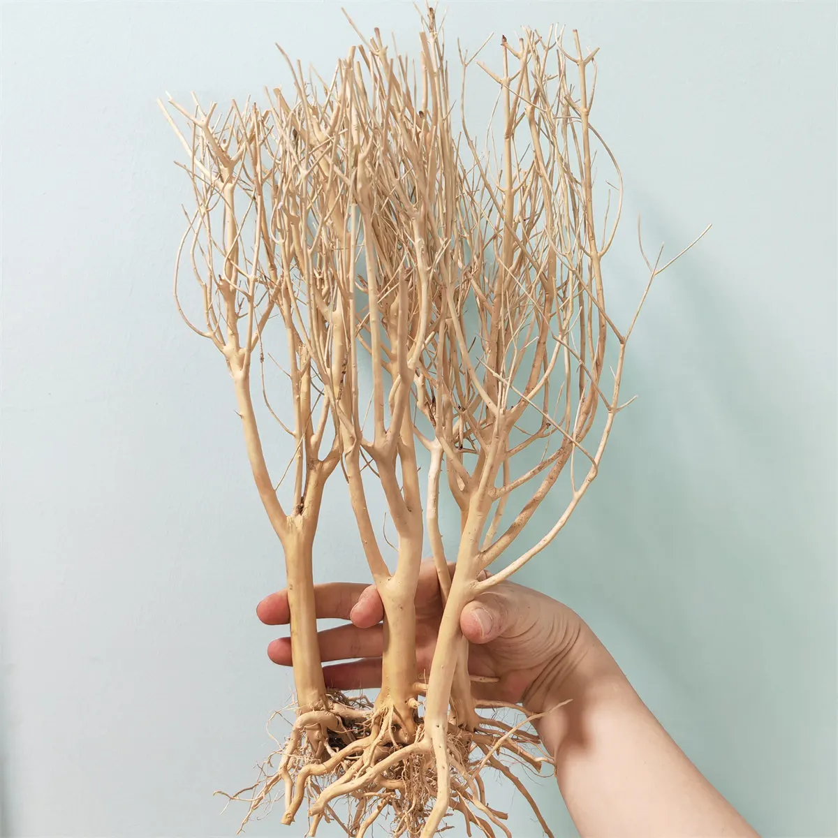 aquarium wood natural 20-30CM drift wood plant natural wood for fish tank MOSS driftwood branches drift wood extra large