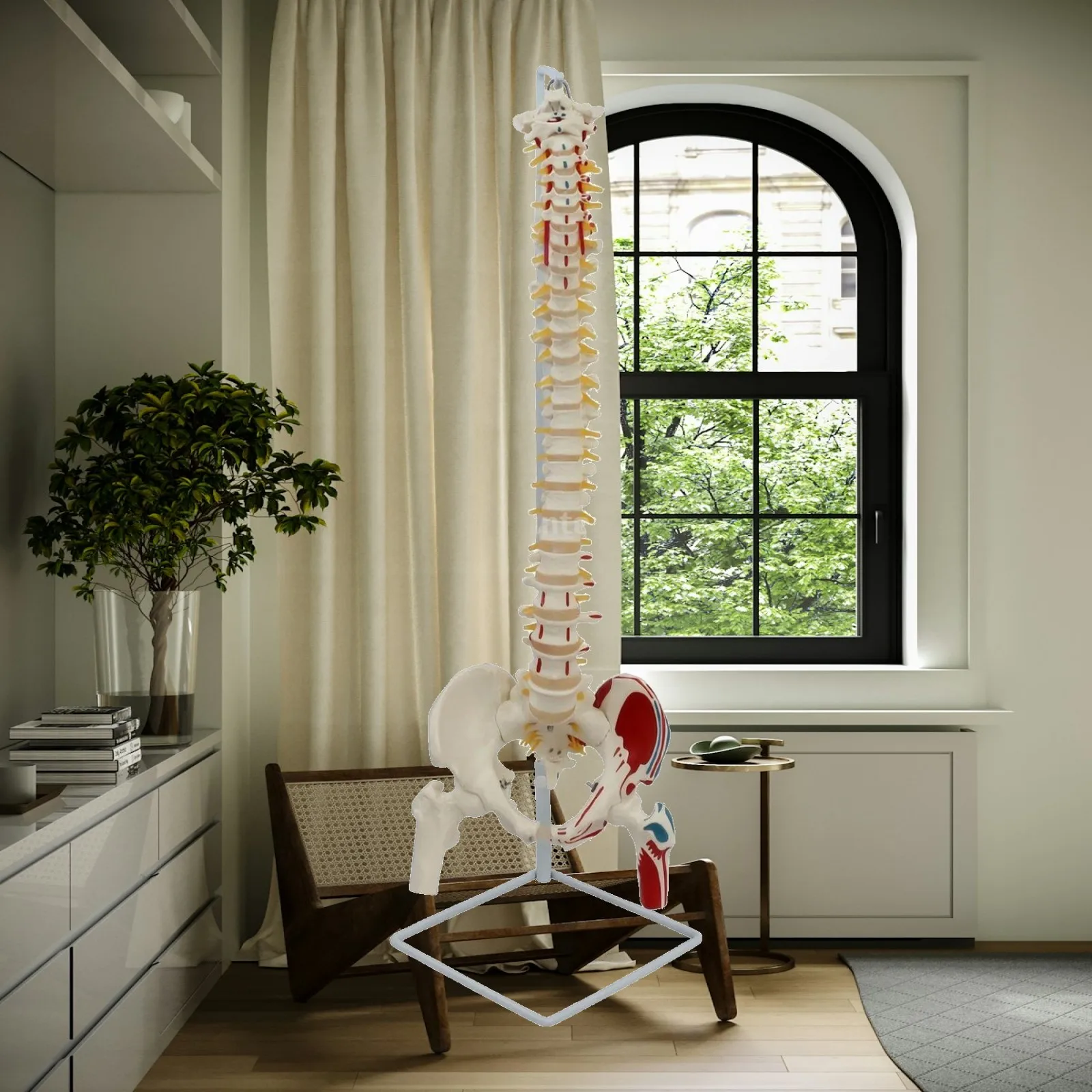 Structural Spine Model with Femur Dissection-Style Spine Model with Pelvis
