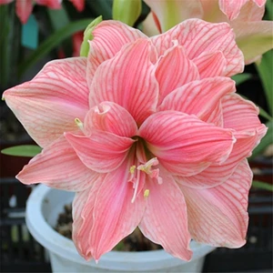 Hippeastrum Blumenschneidermöbel für Pflanzen 2 Einheiten 6 Main gebrauchte Möbelverkäufe - №2