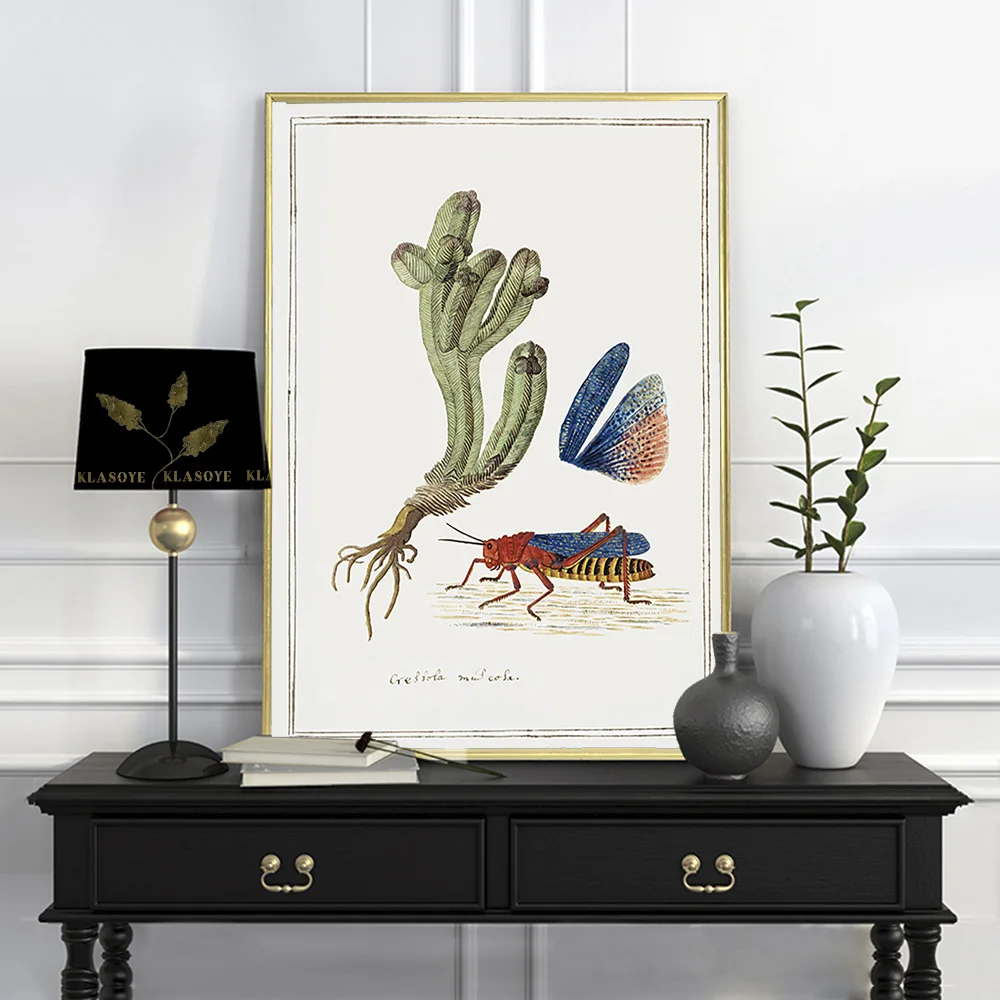 Роберт Джейкоб Гордон плакат Crassula Pyramidalis Thunb Dictyophorus Spumans холст живопись художественный принт настенная картина домашний декор