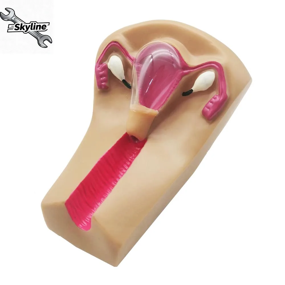 Female Intrauterine Contraceptive Device Model,IUD Training Simulator Brand new
