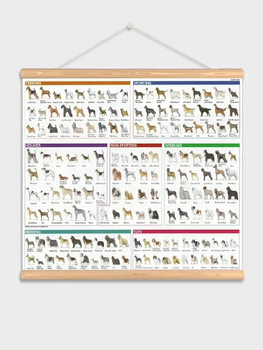 Canvas Poster with Wooden Pole Hanger  Dog Breeds Anatomy Chart Wall Art Print for Living Room Decor Home Paintings