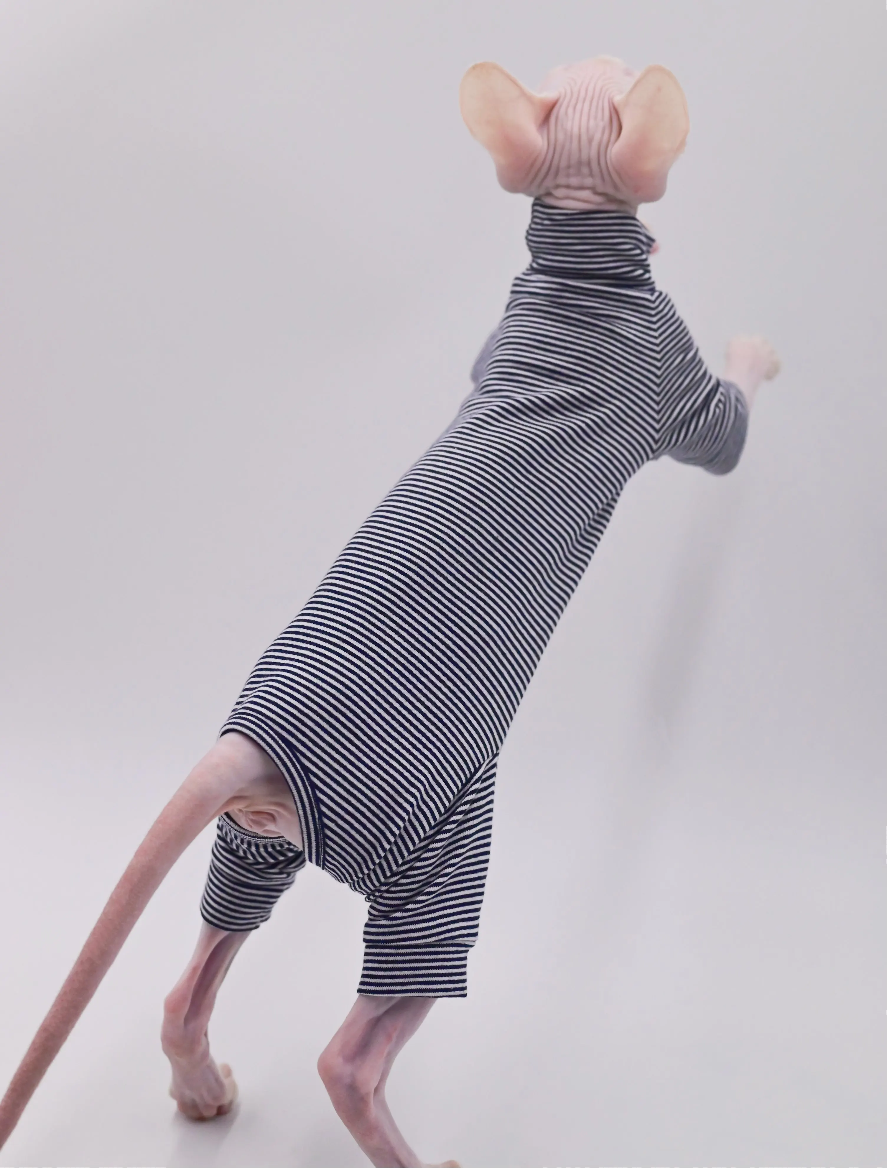 柔らかく耐久性のあるヘアレス猫の服,小さな猫のための4つの高さのspynx服