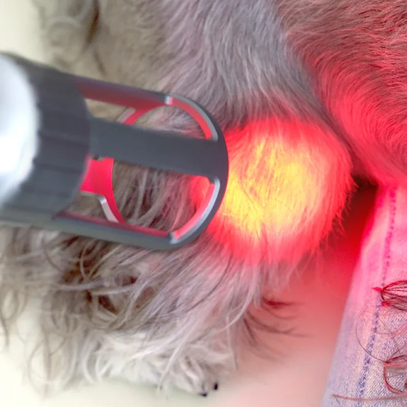 

Smart Veterinary Cure 810nm 980nm Diode Laser Medical Machine For Animals Dogs Cats Horses Treatment