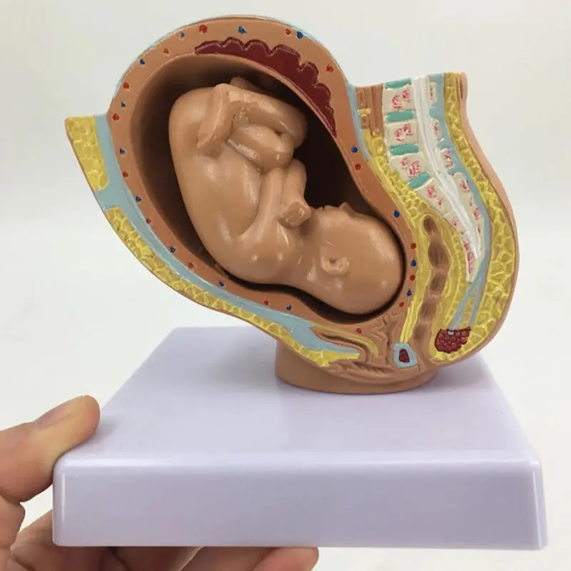 Pregnancy Anatomical Models Anatomical Pregnant Human Female Pelvis with Pregnancy 9 Months Baby Fetus Model Life Size