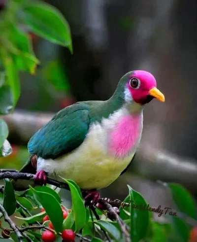 

Metal Upgrade, Swing Arm, Steering Cup, Connecting Rod, Set, For SCY 1/16 JJRC 16101 16102 16103 16104 16106 16201 RC Car Parts