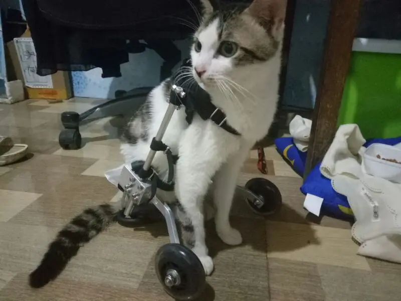 Imagem -02 - Gato Cadeira de Rodas Paralisado Gato Scooter Deficientes Gato Assistido Membro Traseiro Exercício Carro Perna Quebrada Cão Gato Pet Carro Cadeira de Rodas