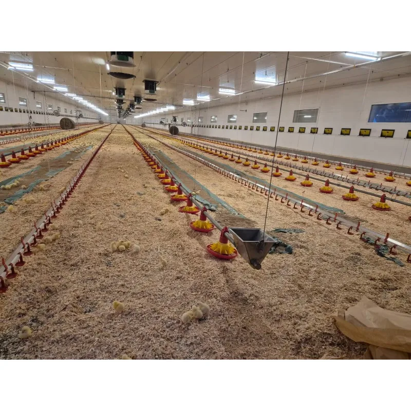 Customizable Buy Automatic Poultry Feeders and Drinkers for Chickens Farm Equipment Providing Efficient Chicken Feedings