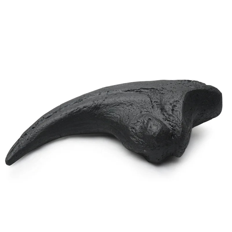 Single-spine skull, resin dinosaur forelimb, animal skeleton for research, educational purposes, and creative home deco